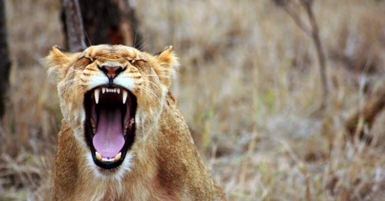 Proven Advice For A Dazzling White Smile